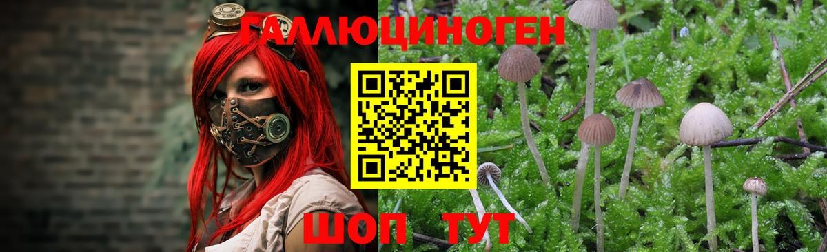 Галлюциногенные грибы Psilocybe  Ржев  Галлюциногенные грибы мицелий 